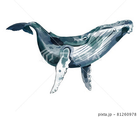 ザトウクジラ ジャンプ 水しぶきのイラスト素材