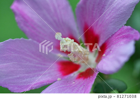 ハイビスカスに似た花の写真素材