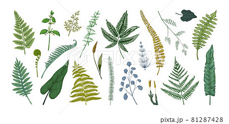 シダのイラスト素材