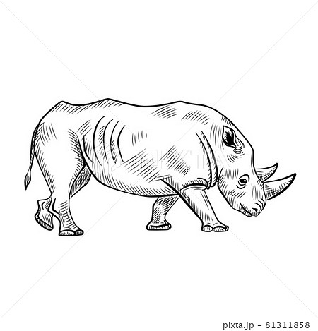 サイ 動物のイラスト素材