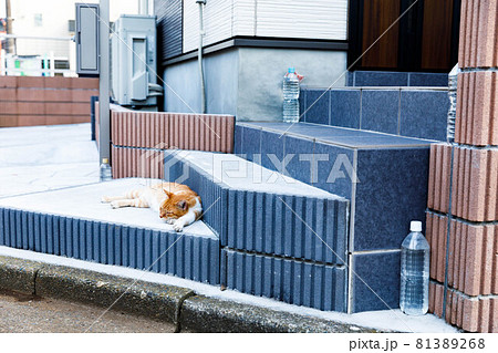 猫除けの写真素材 - PIXTA