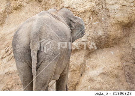 象の後ろ姿 動物の写真素材