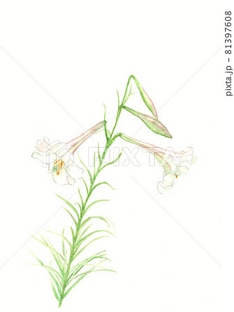 凛とした花のイラスト素材
