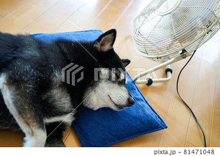 扇風機 夏 犬 柴犬の写真素材