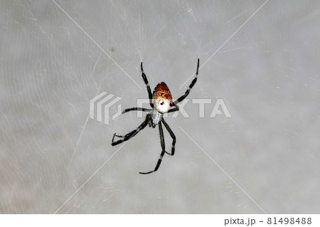 涼蜘蛛の写真素材