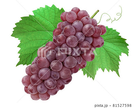 ぶどう リアルイラスト Grape リアルのイラスト素材