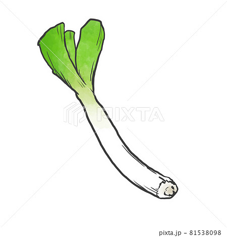 ねぎのイラスト素材集 ピクスタ
