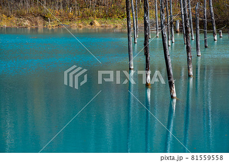 北海道 壁紙 美瑛 青い池の写真素材 北海道 壁紙 美瑛 青い池の写真素材
