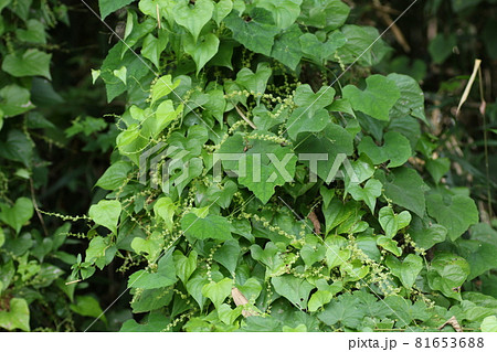 ツル性植物 雑草の写真素材