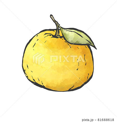 柚 柚子 手書きのイラスト素材