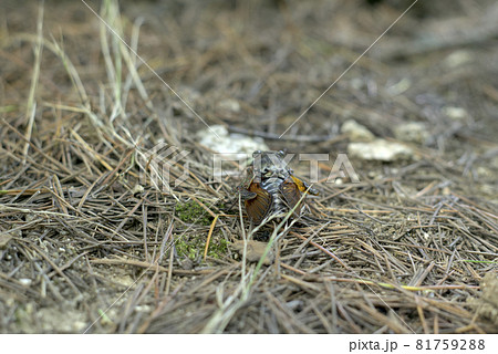羽化不全 蝶の写真素材