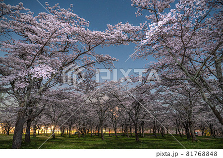 夜桜の写真素材