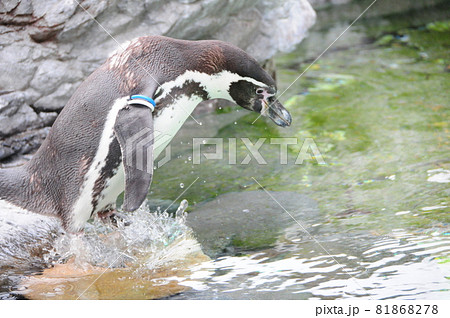 ファーストペンギンの写真素材