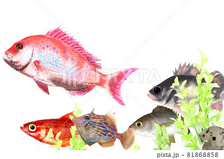 めばる, 水彩, 描かれた, 魚 メバルイラストのイラスト素材 - PIXTA