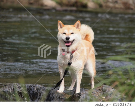 柴犬 犬 川 川遊びの写真素材