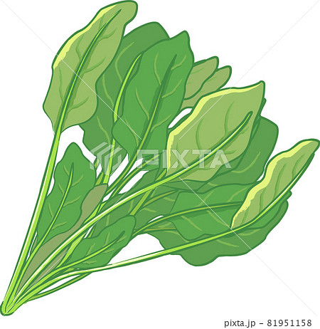 ほうれん草畑のイラスト素材