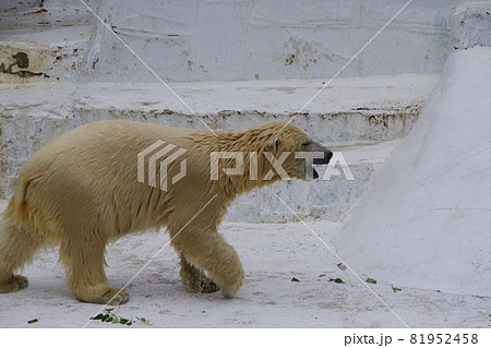 熊 ホッキョクグマ 白熊 授乳の写真素材