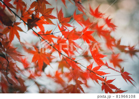 切ない 昼 もみじ 綺麗の写真素材