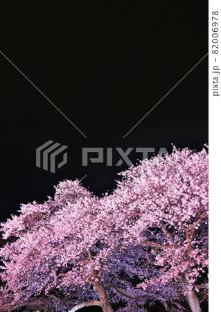 夜桜の写真素材