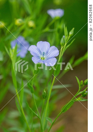 アマニ 花 アマの写真素材