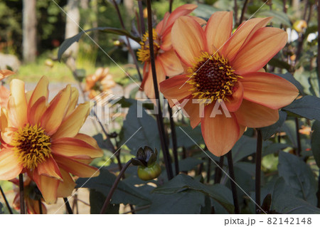 かんぞうの花の写真素材