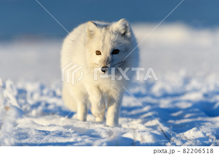 ツンドラ気候の写真素材