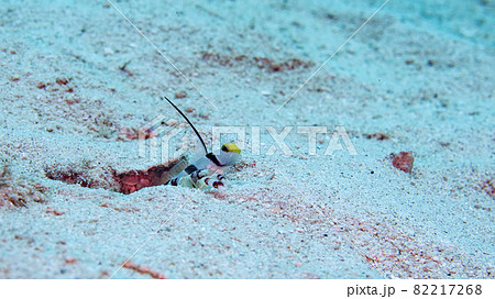 ハゼとエビの共生の写真素材 ハゼとエビの共生の写真素材