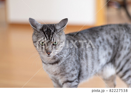 サバネコの写真素材