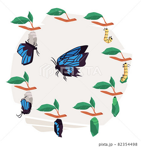 チョウ 蝶 昆虫 成長のイラスト素材