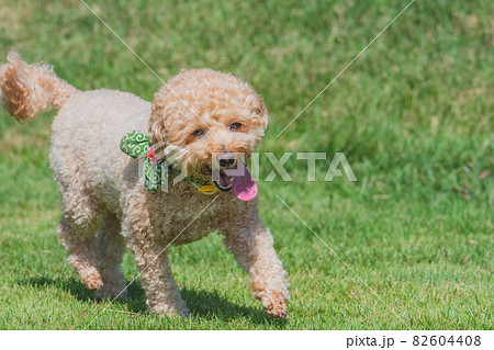 動物 犬 トイプードル 走るの写真素材