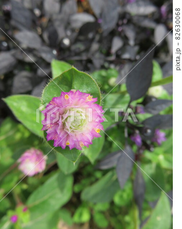 グローブアマランス 花の写真素材