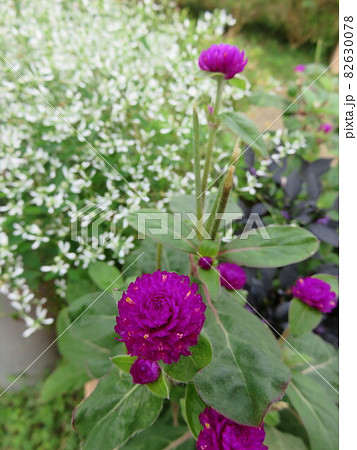 グローブアマランス 花の写真素材