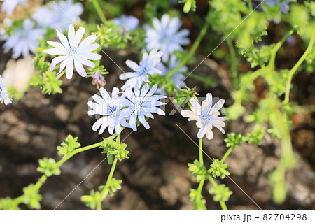 チコリの写真素材
