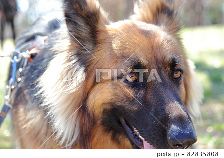 シェパード 警察犬 可愛い 家族の写真素材