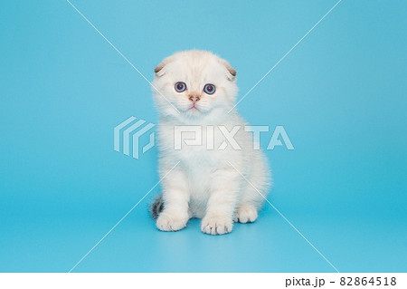 垂れ目 動物の写真素材