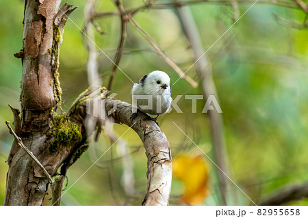 長い尾 野鳥 鳥の写真素材 - PIXTA