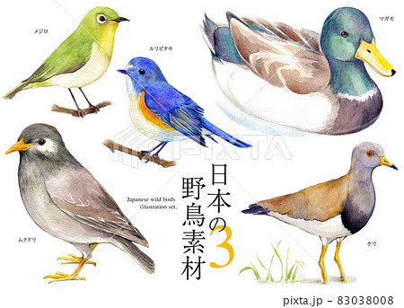 鳥図鑑の写真素材 - PIXTA