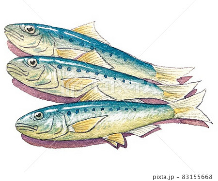 青魚のイラスト素材