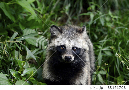 狸 タヌキ 正面 動物園の写真素材 - PIXTA