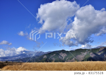 楢木の写真素材 - PIXTA