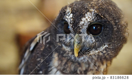 鳥 ミミズク コノハズク 子供の写真素材