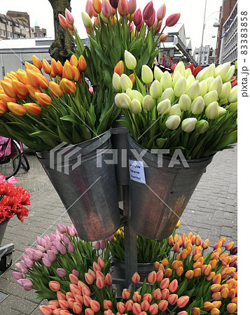 花言葉 オレンジの花 快晴 オレンジ色の花の写真素材