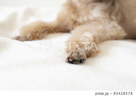 犬 肉球 プードルの写真素材
