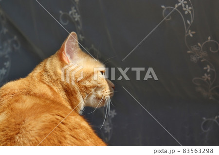 猫 横向き 屋内 黒猫の写真素材