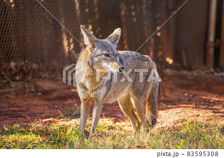 コヨーテの写真素材