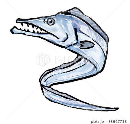 太刀魚のイラスト素材