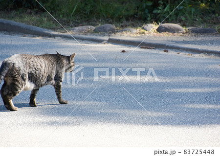 動物 猫 歩く 後ろ姿の写真素材