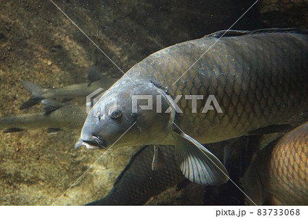 鯉 池 コイ ヒゲの写真素材