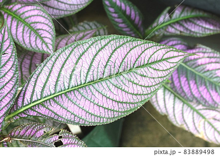 ウラムラサキ 紫の葉 葉っぱ 葉の写真素材