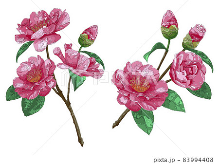 山茶花のイラスト素材
